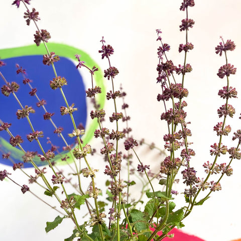 Salvia verticillata 'Purple Rain' - Staudengewächs aus den Cotswolds
