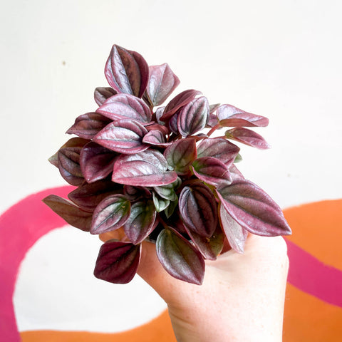 Peperomia caperata 'Cayenne' - Peperomia arrugada