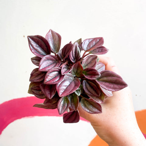 Peperomia caperata 'Cayenne' - Peperomia arrugada