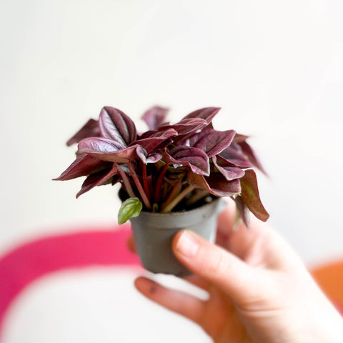 Peperomia caperata 'Cayenne' - Peperomia arrugada