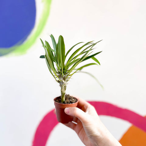 Pachypodium lamerei - Madagascar Palm