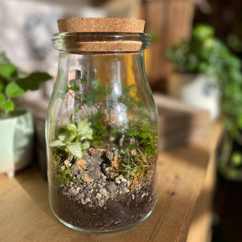 Woodland Jar Bioactive Terrarium