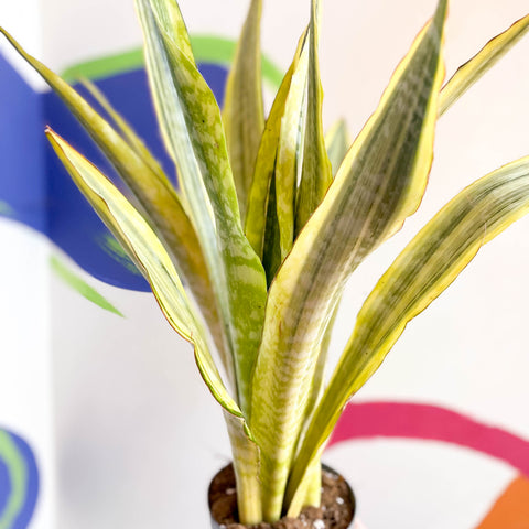 Bogenhanf - Sansevieria aubrytiana 'Lauren'