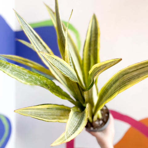 Bogenhanf - Sansevieria aubrytiana 'Lauren'