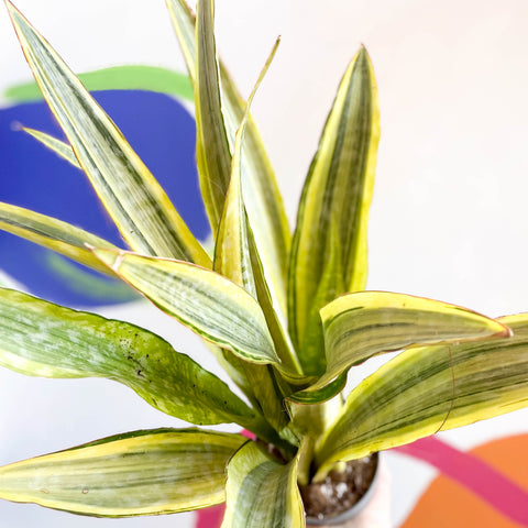 Bogenhanf - Sansevieria aubrytiana 'Lauren'