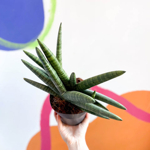 Seestern-Bogenhanf - Sansevieria cylindrica boncellensis 'Boncel'
