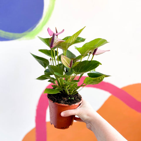 Flor de flamenco morado - Anthurium andraeanum 'Baby Purple' 