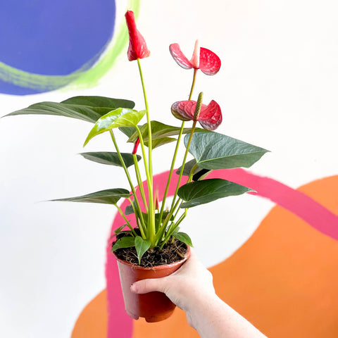 Anthurium andraeanum 'Red Bull' - Flor de flamenco roja