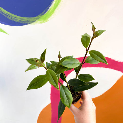 Lipstick Plant - Aeschynanthus longicalyx - Welsh Grown