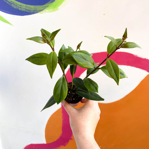Lipstick Plant - Aeschynanthus longicalyx - Welsh Grown