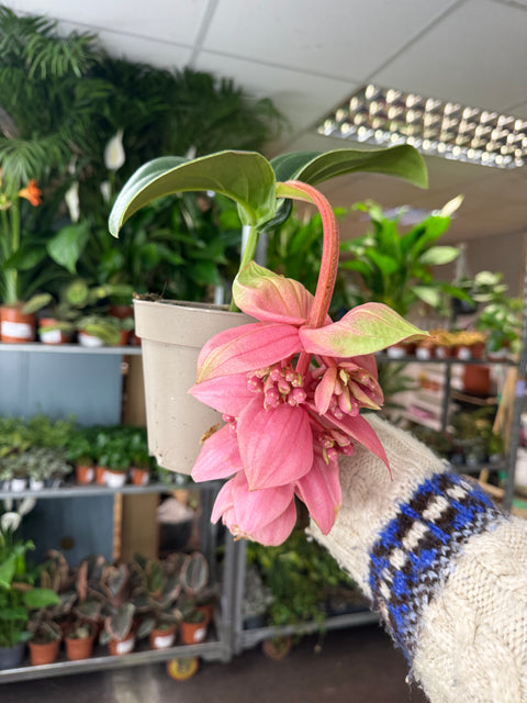 Medinilla magnifica ‘Candy’ – Uva Rosa