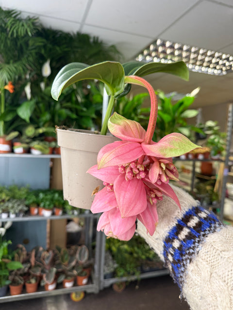 Medinilla magnifica ‘Candy’ – Uva Rosa