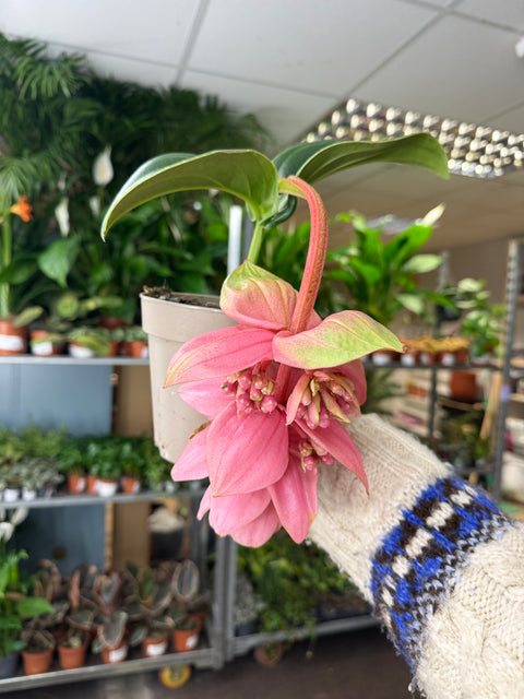 Medinilla magnifica ‘Candy’ – Uva Rosa