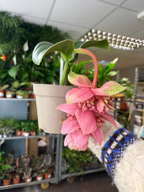 Medinilla magnifica ‘Candy’ – Uva Rosa