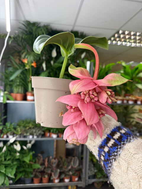 Medinilla magnifica ‘Candy’ – Uva Rosa