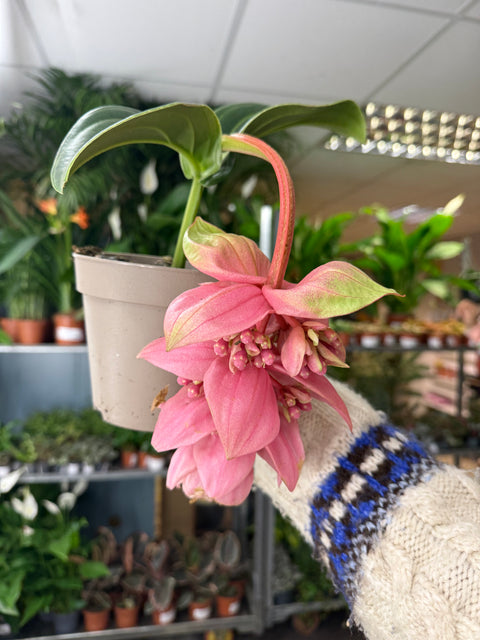 Medinilla magnifica ‘Candy’ – Uva Rosa