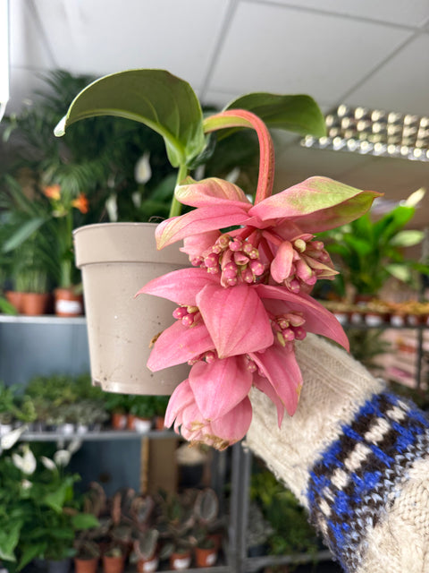 Medinilla magnifica ‘Candy’ – Uva Rosa