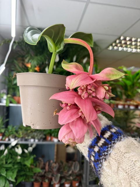 Medinilla magnifica ‘Candy’ – Uva Rosa