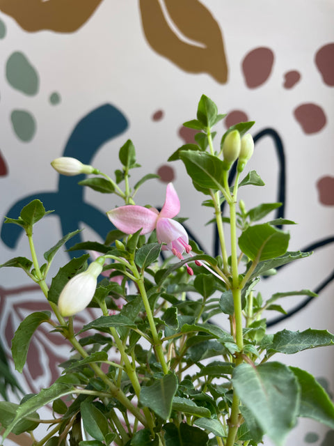 Fuchsia 'Diva Pink Pearl' - British Grown
