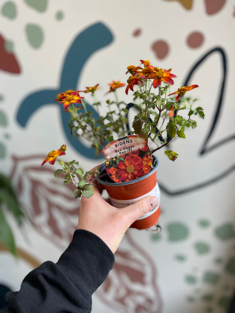 Bidens 'Bee Happy Red' - Cultivado en el Reino Unido