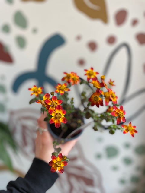 Bidens 'Bee Happy Red' - Cultivado en el Reino Unido