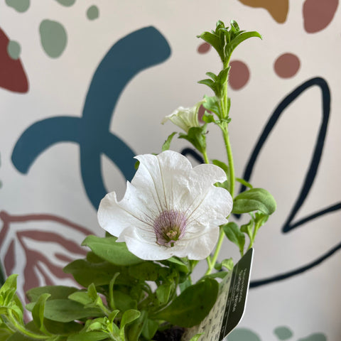 Petunie 'Surfinia White' - Britische Züchtung