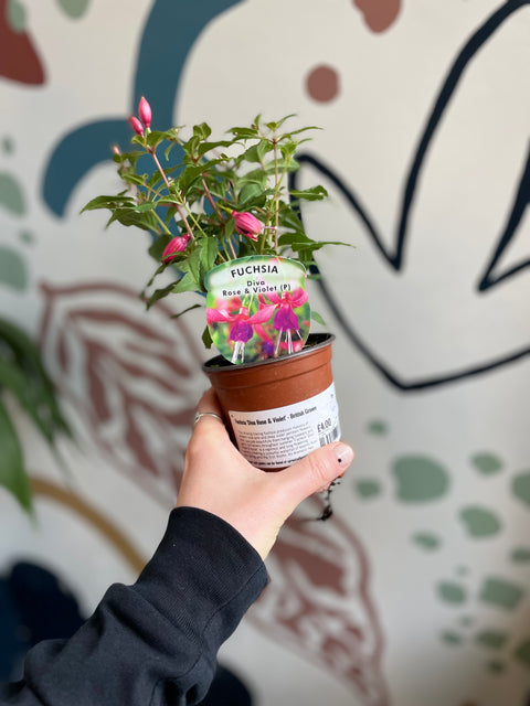 Fuchsia 'Diva Rose y Violeta' - Cultivada en el Reino Unido