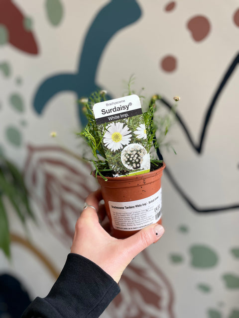 Brachyscome 'Surdaisy White Imp' - Cultivado en el Reino Unido