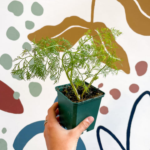 Anethum graveolens - Dill - British Grown Culinary Herb