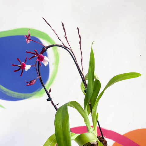 xColmanara – dunkelrote & weiße Cambria Orchidee