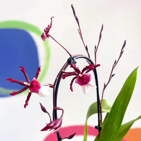 xColmanara – dunkelrote & weiße Cambria Orchidee