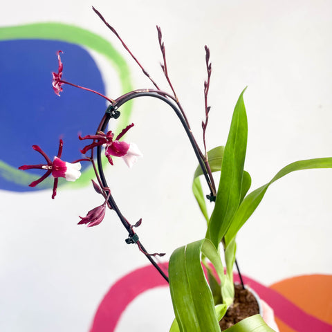 xColmanara – dunkelrote & weiße Cambria Orchidee