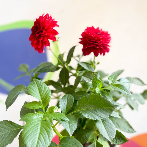 Dahlie 'Gallery Blood Red' – Britisch angebaut