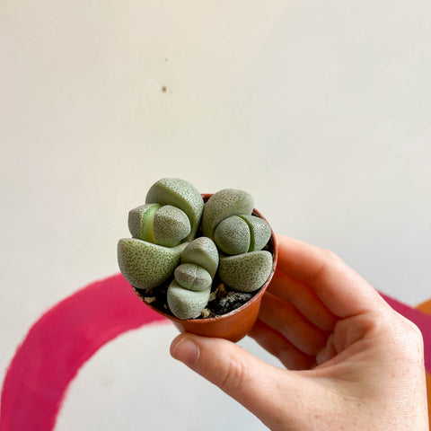 Pleiospilos nelii - Granito Vivo