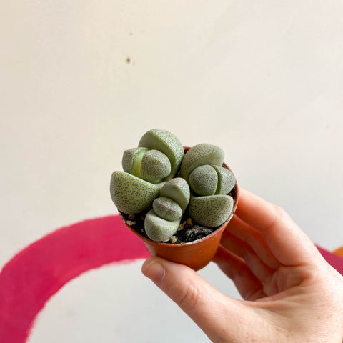 Pleiospilos nelii - Granito Vivo