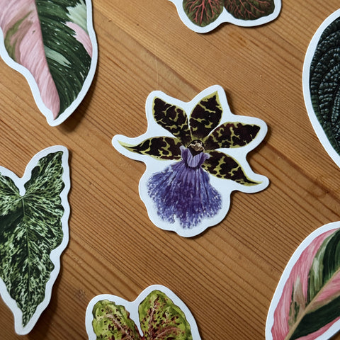 Zygopetalum Orchid Tropical Houseplant Vinyl Sticker [Beneath the Canopy RHS Collab]