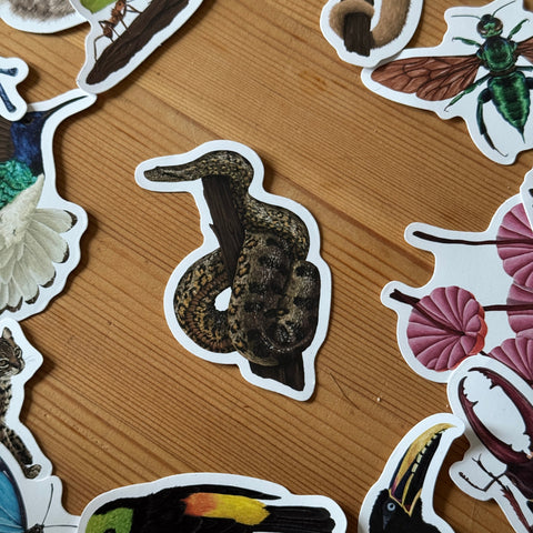 Schlange Wildlife Vinyl-Aufkleber [Beneath the Canopy RHS Collab]