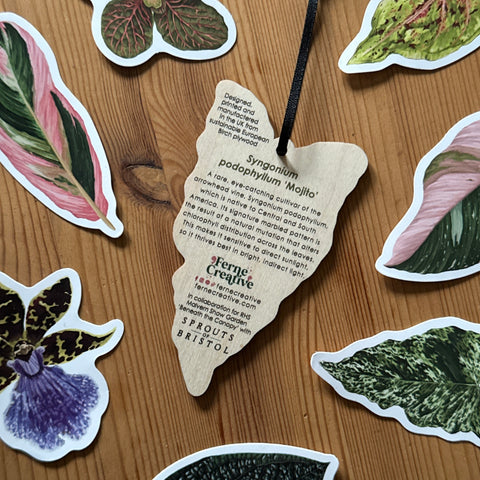 Syngonium ‘Mojito’ Wooden Decoration [Beneath the Canopy RHS Collab]