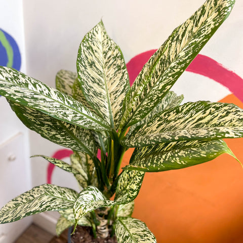Lirio leopardo - Dieffenbachia 'Tropic Snow'