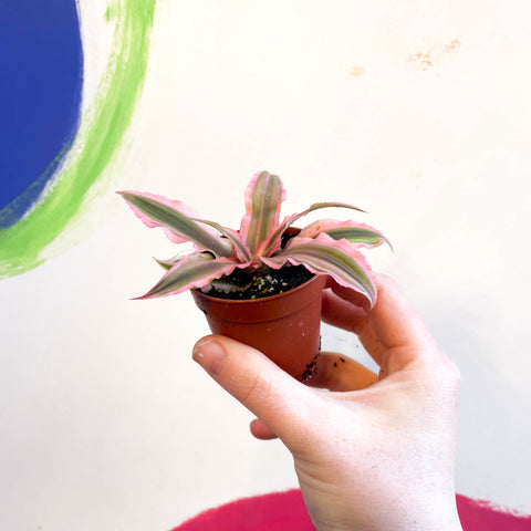 Cryptanthus bivittatus 'Pink Starlight' - Erdstern-Pflanze