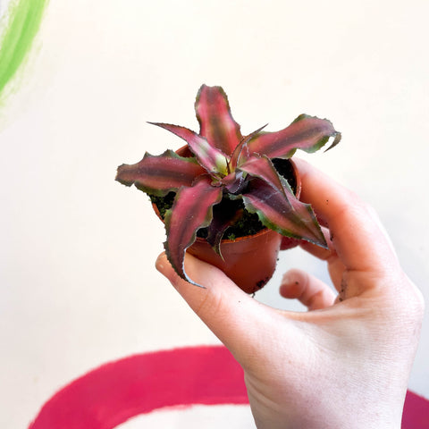 Cryptanthus bivittatus 'Chilli Pepper' - Earth Star Plant