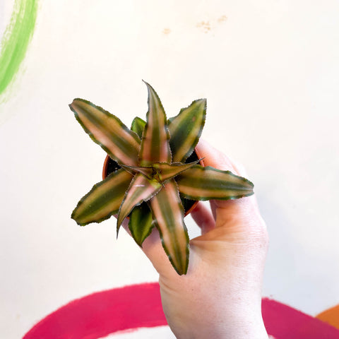Cryptanthus bivittatus 'Chocolate Soldier' - Earth Star Plant