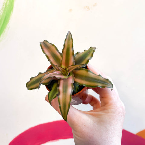Cryptanthus bivittatus 'Chocolate Soldier' - Earth Star Plant