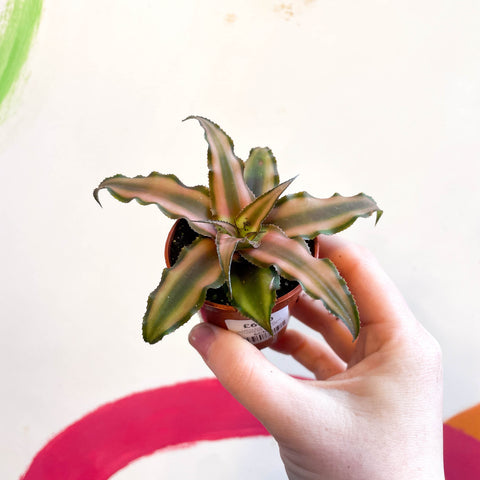 Cryptanthus bivittatus 'Chocolate Soldier' - Earth Star Plant