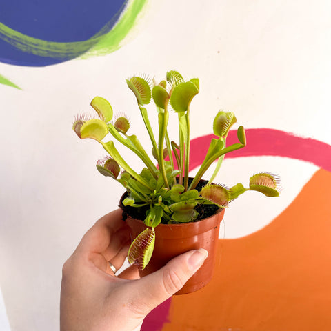 Dionaea muscipula - Venusfliegenfalle