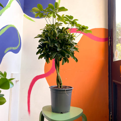 Schefflera arboricola 'Nora' - Umbrella Plant