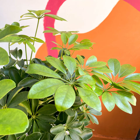 Schefflera arboricola 'Nora' - Umbrella Plant