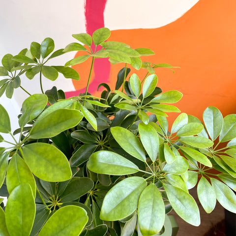 Schefflera arboricola 'Nora' - Umbrella Plant
