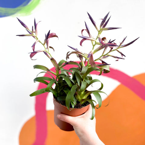 Tillandsia leiboldiana 'Mora'