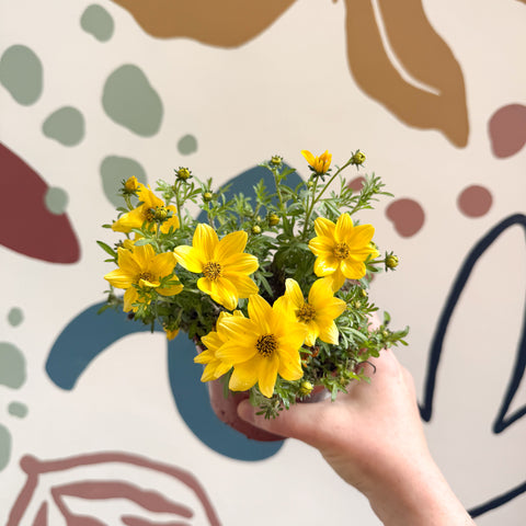 Bidens – Gelber Zweizahn